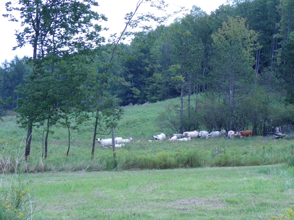 property listing image